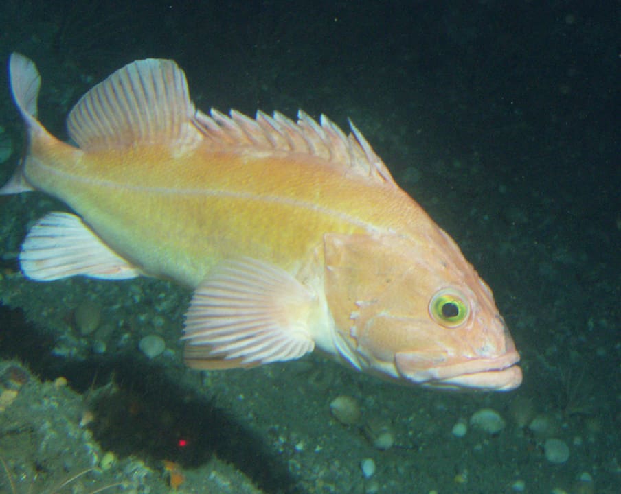 Rockfish 10 Surprising Facts about the Catch of the Day